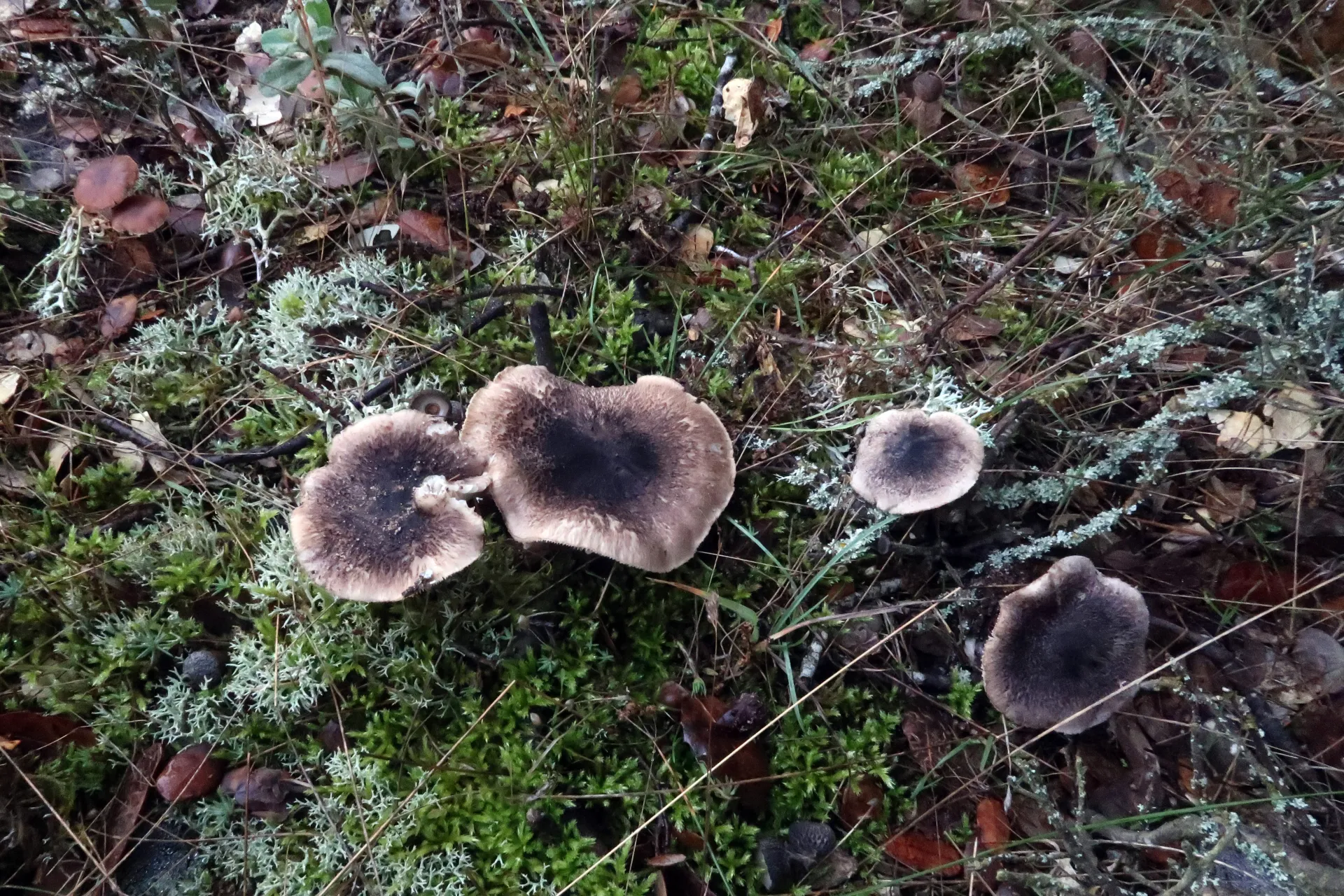 Tricholoma atrosquamosum - 1 - IMG_4455